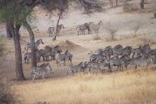 im Tarangire Nationalpark